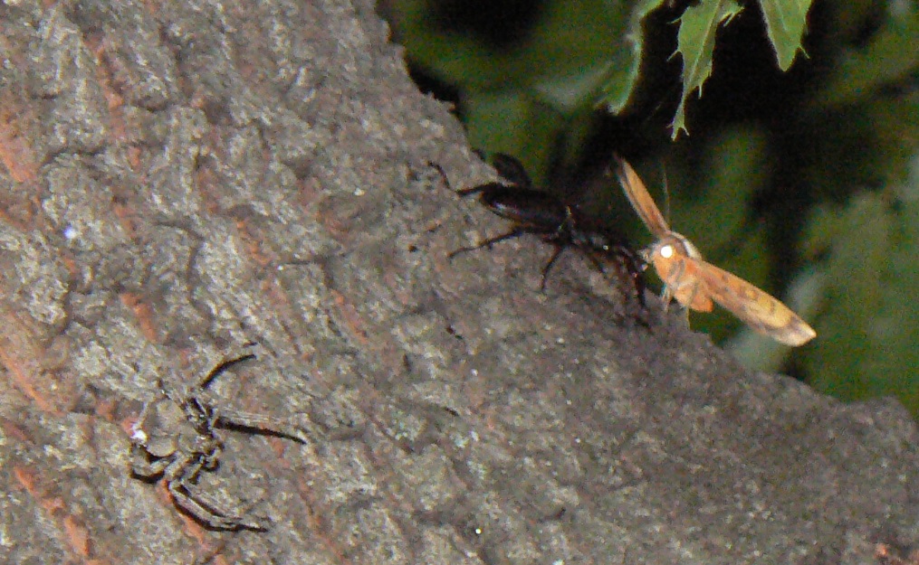 団地前のクヌギ_正面4m上の幹別れ部分 ノコギリクワガタ♂ 2021年5月31日19時55分頃 気温22度